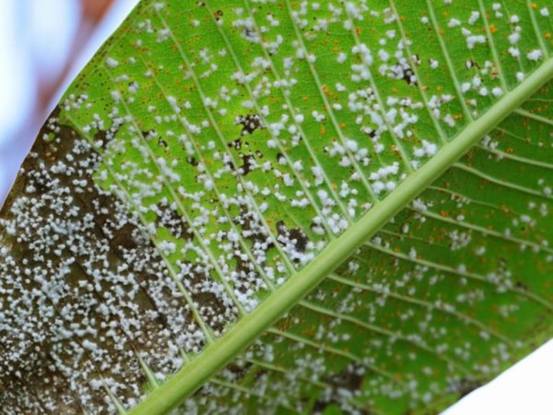 [Enciclopedia] Plagas de árboles de jardín y otros cultivos de jardín: cómo identificarlos y neutralizarlos