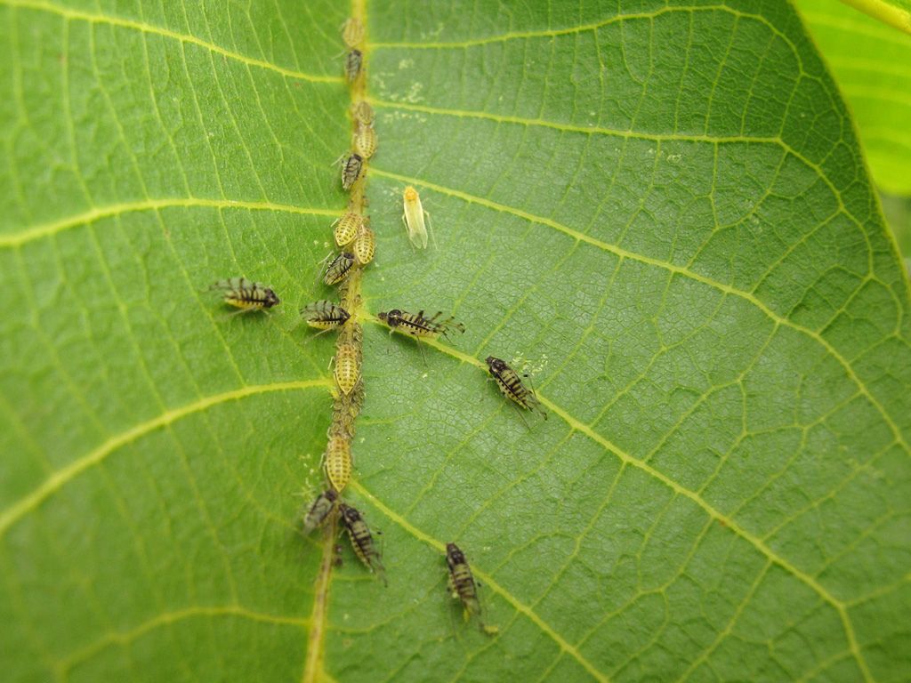 [Enciclopedia] Plagas de árboles de jardín y otros cultivos de jardín: cómo identificarlos y neutralizarlos