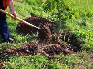 När man ska plantera fruktträd: allt om reglerna för plantering och den mest acceptabla tidpunkten på våren och hösten