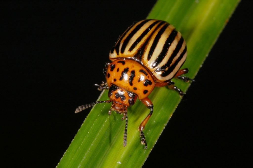 [Enciclopedia] Plagas de árboles de jardín y otros cultivos de jardín: cómo identificarlos y neutralizarlos