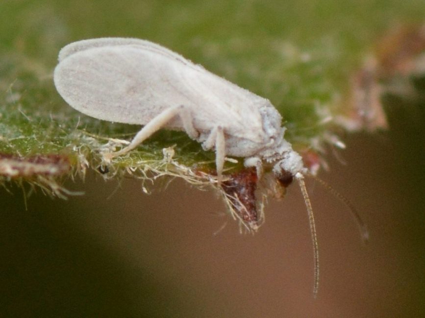 mosca blanca