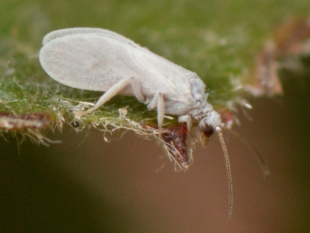 [Enciclopedia] Plagas de árboles de jardín y otros cultivos de jardín: cómo identificarlos y neutralizarlos