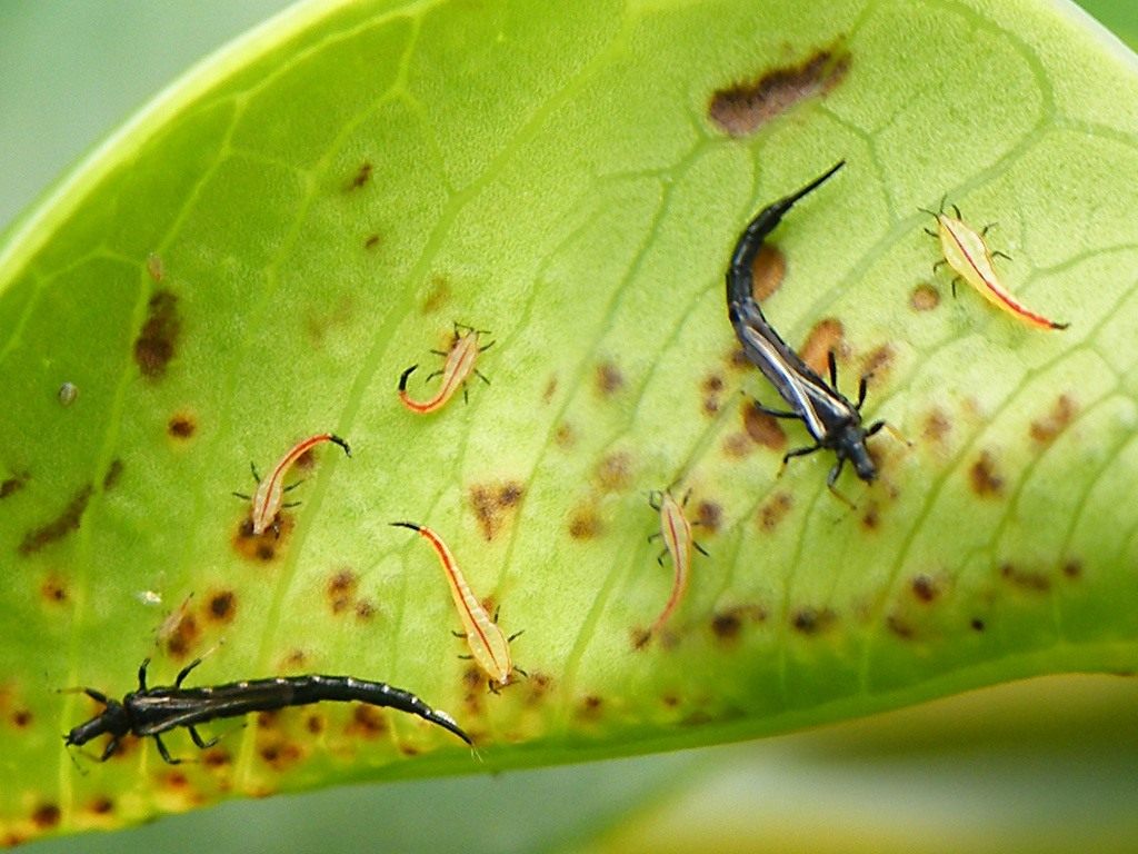 [Enciclopedia] Plagas de árboles de jardín y otros cultivos de jardín: cómo identificarlos y neutralizarlos