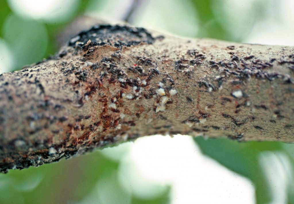 [Enciclopedia] Plagas de árboles de jardín y otros cultivos de jardín: cómo identificarlos y neutralizarlos