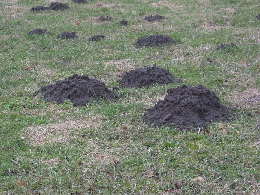 Τα molehills είναι οι έξοδοι των σκουληκότρυπων προς τα έξω. Ένα σημάδι ότι ο τυφλοπόντικας κινείται προς το σημείο