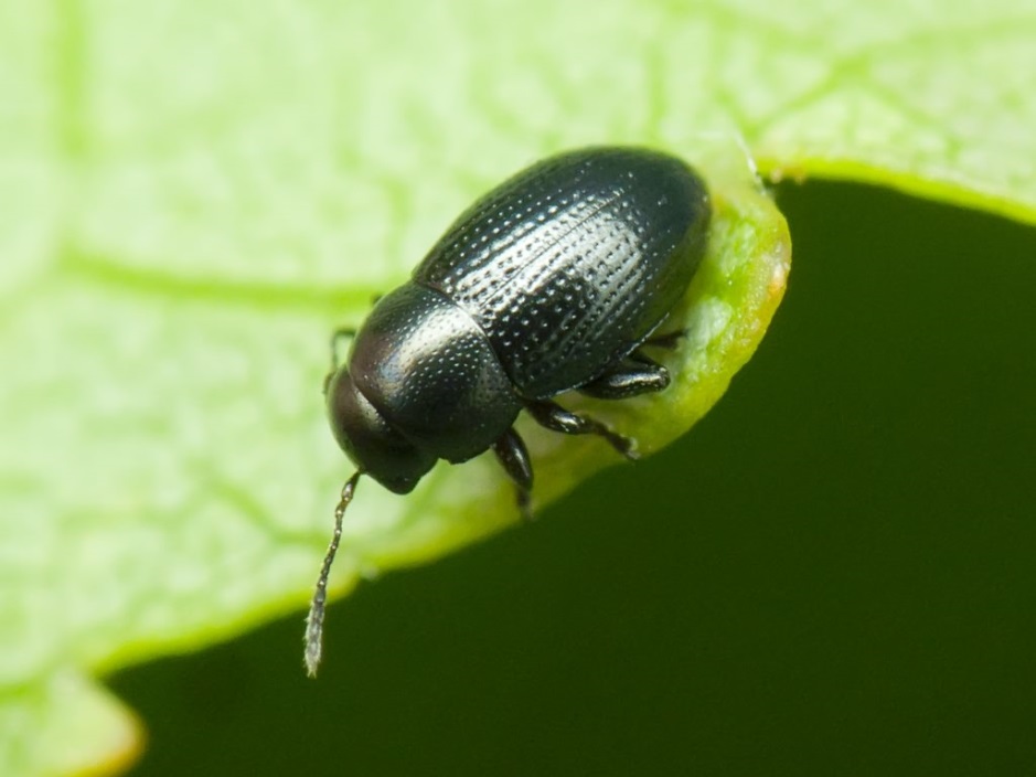 [Enciclopedia] Plagas de árboles de jardín y otros cultivos de jardín: cómo identificarlos y neutralizarlos