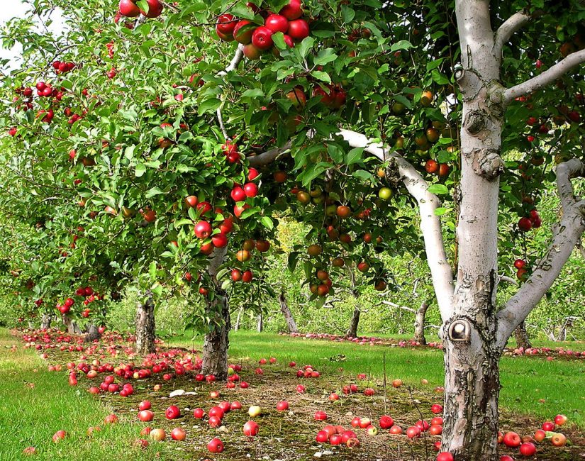 Árboles frutales