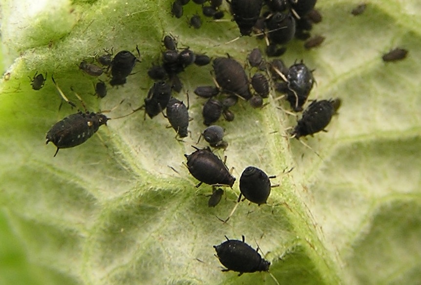 [Enciclopedia] Plagas de árboles de jardín y otros cultivos de jardín: cómo identificarlos y neutralizarlos