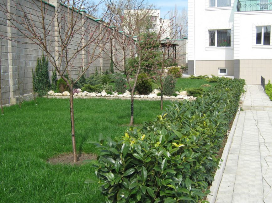 Los tiempos de plantación varían según la región y el tipo de árbol.