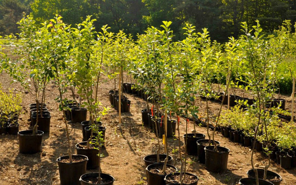 Una plántula con un sistema de raíces cerrado se puede plantar sin daño en verano