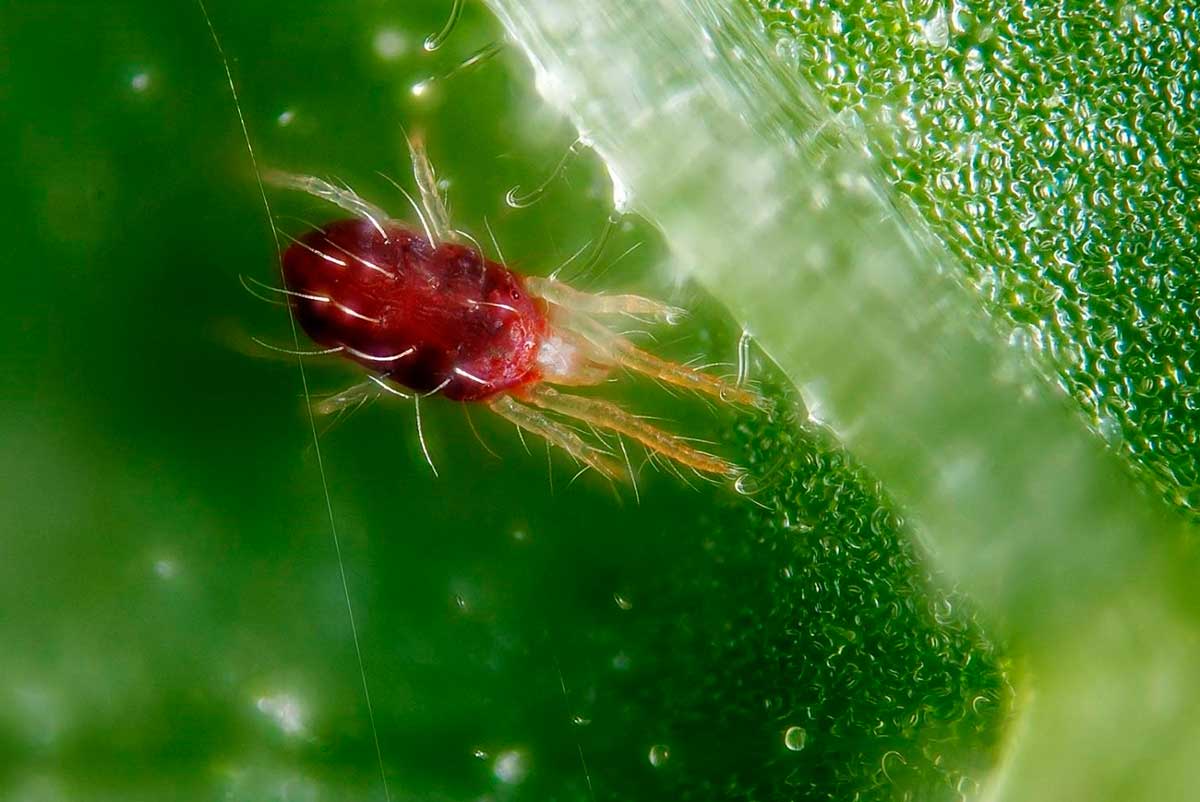 [Enciclopedia] Plagas de árboles de jardín y otros cultivos de jardín: cómo identificarlos y neutralizarlos
