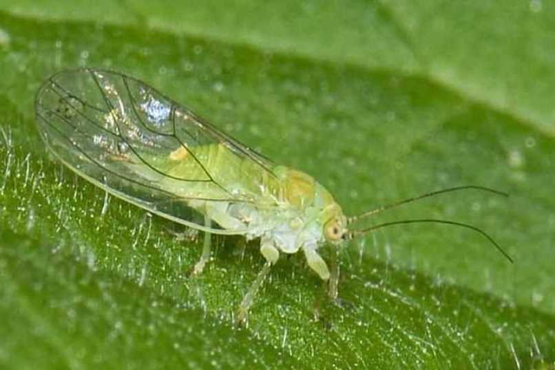 [Enciclopedia] Plagas de árboles de jardín y otros cultivos de jardín: cómo identificarlos y neutralizarlos