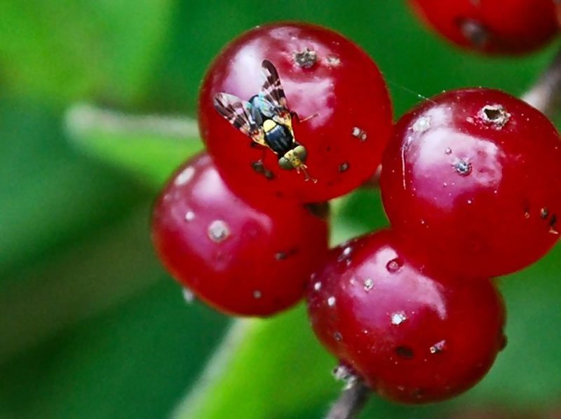 [Enciclopedia] Plagas de árboles de jardín y otros cultivos de jardín: cómo identificarlos y neutralizarlos