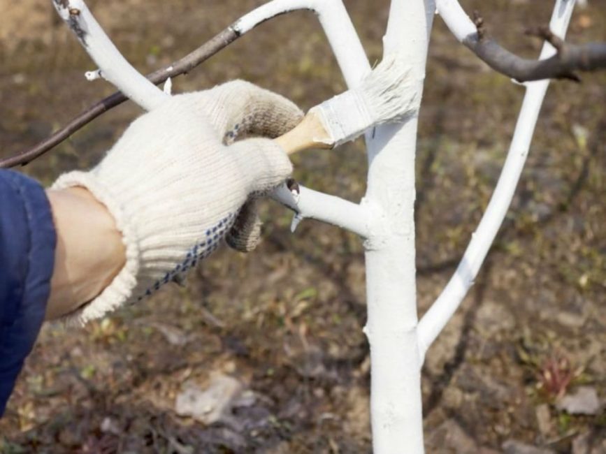 El blanqueo protegerá contra las quemaduras solares y será una prevención contra las plagas del jardín.