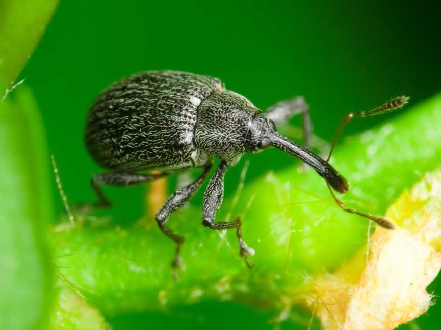 [Enciclopedia] Plagas de árboles de jardín y otros cultivos de jardín: cómo identificarlos y neutralizarlos