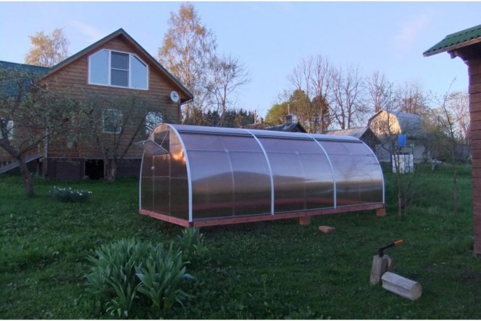 Greenhouse Tulip Mini