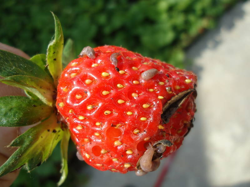 [Enciclopedia] Plagas de árboles de jardín y otros cultivos de jardín: cómo identificarlos y neutralizarlos