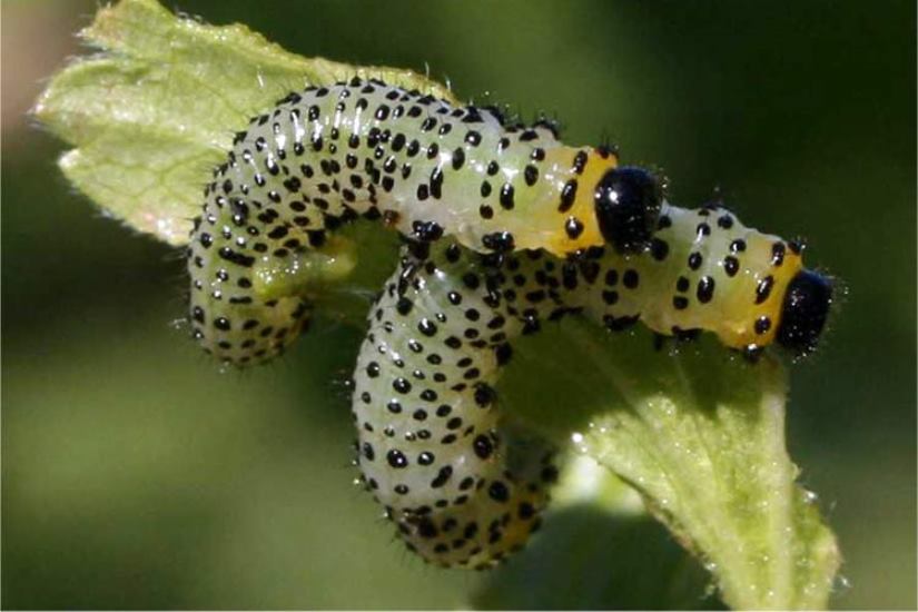 [Enciclopedia] Plagas de árboles de jardín y otros cultivos de jardín: cómo identificarlos y neutralizarlos