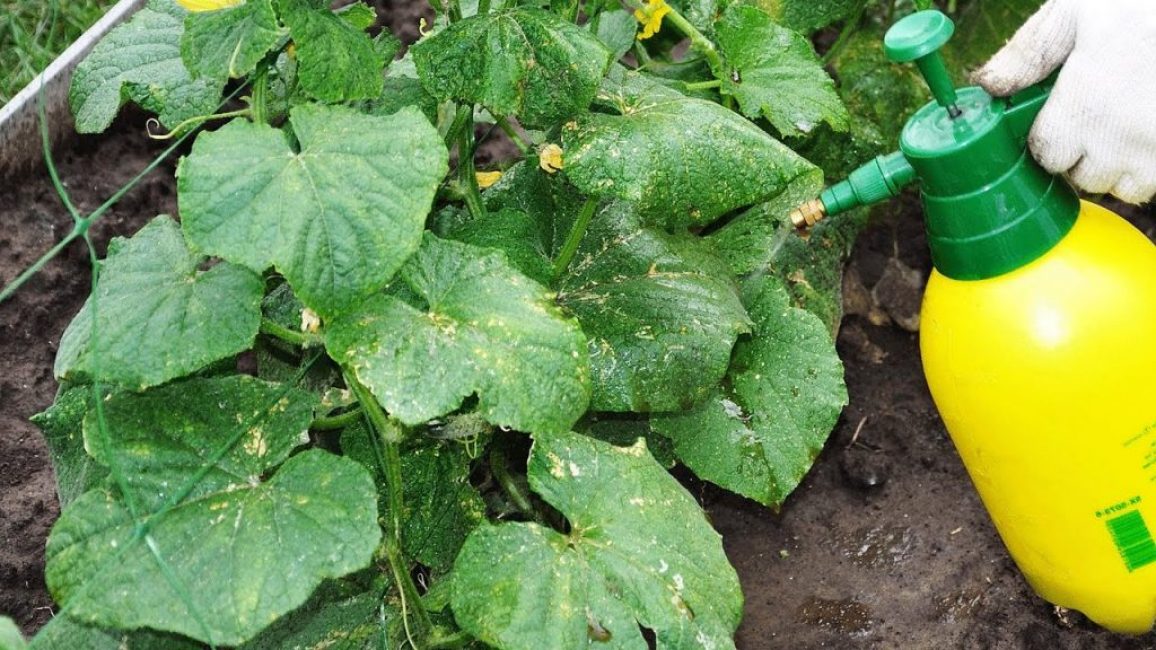 Aderezo foliar de pepinos