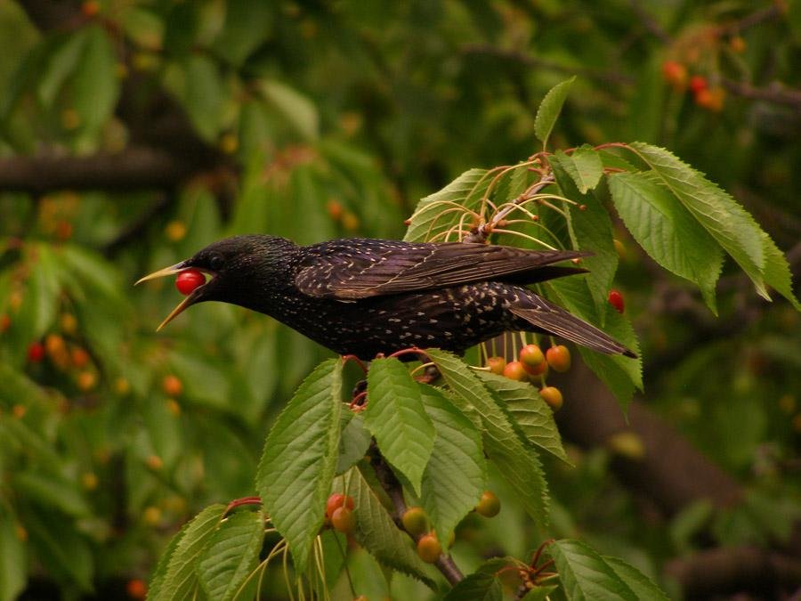 [Enciclopedia] Plagas de árboles de jardín y otros cultivos de jardín: cómo identificarlos y neutralizarlos