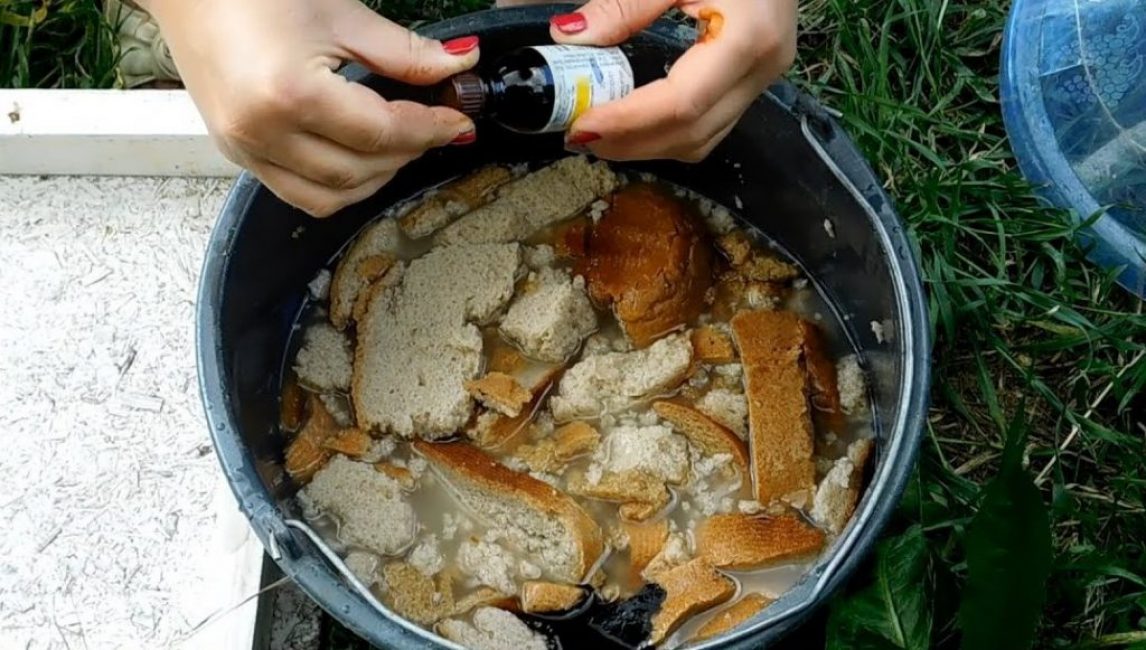 Preparando comida de pan
