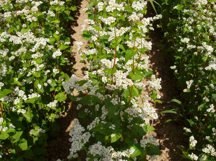 Tattari viherlantana