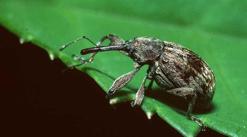[Enciclopedia] Plagas de árboles de jardín y otros cultivos de jardín: cómo identificarlos y neutralizarlos