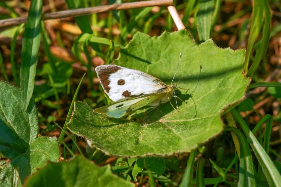 Mariposa Blanca o Mariposa de la Col