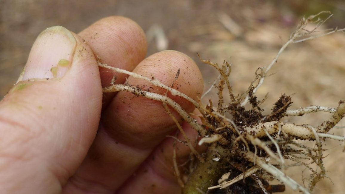 nematodo de las agallas