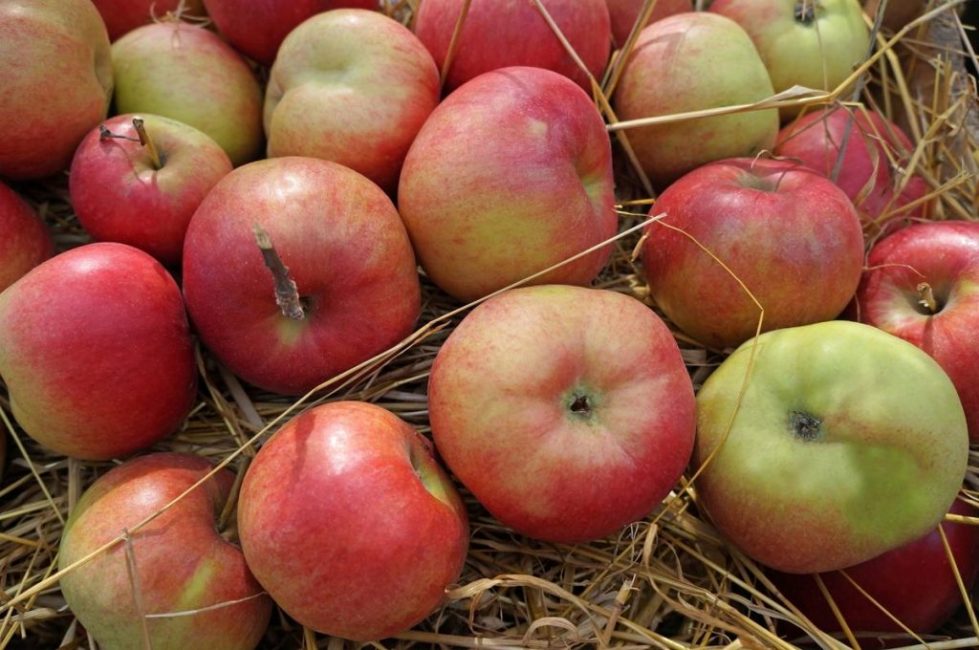 almacenamiento de manzana