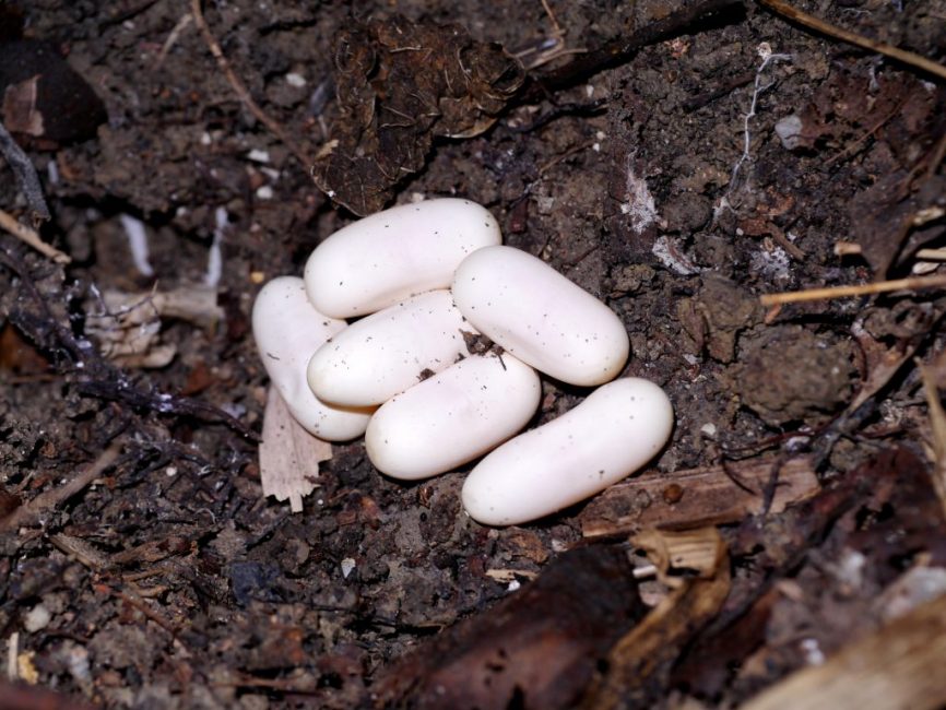 Posa d'ous sobre un munt de compost