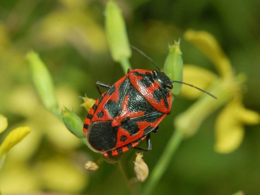 insecto crucífero