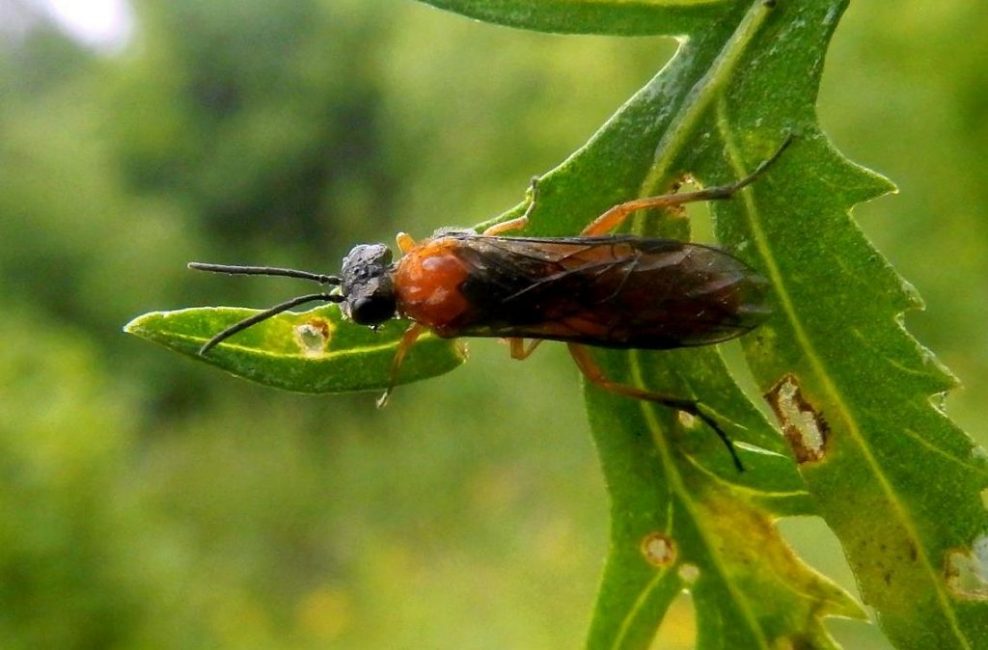mosca de sierra de grosella espinosa