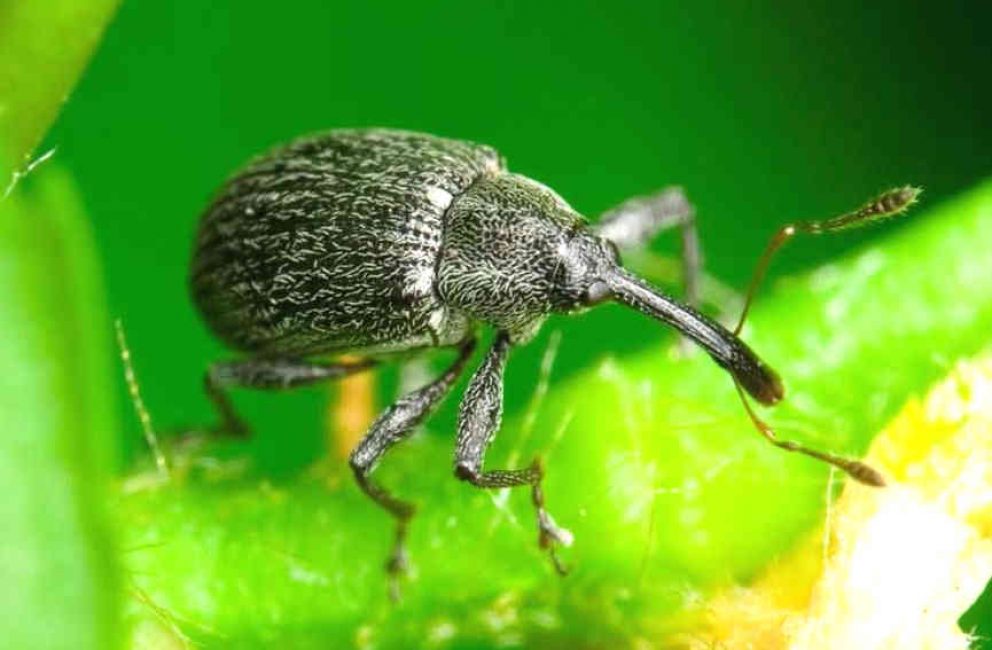 Gorgojo de frambuesa y fresa
