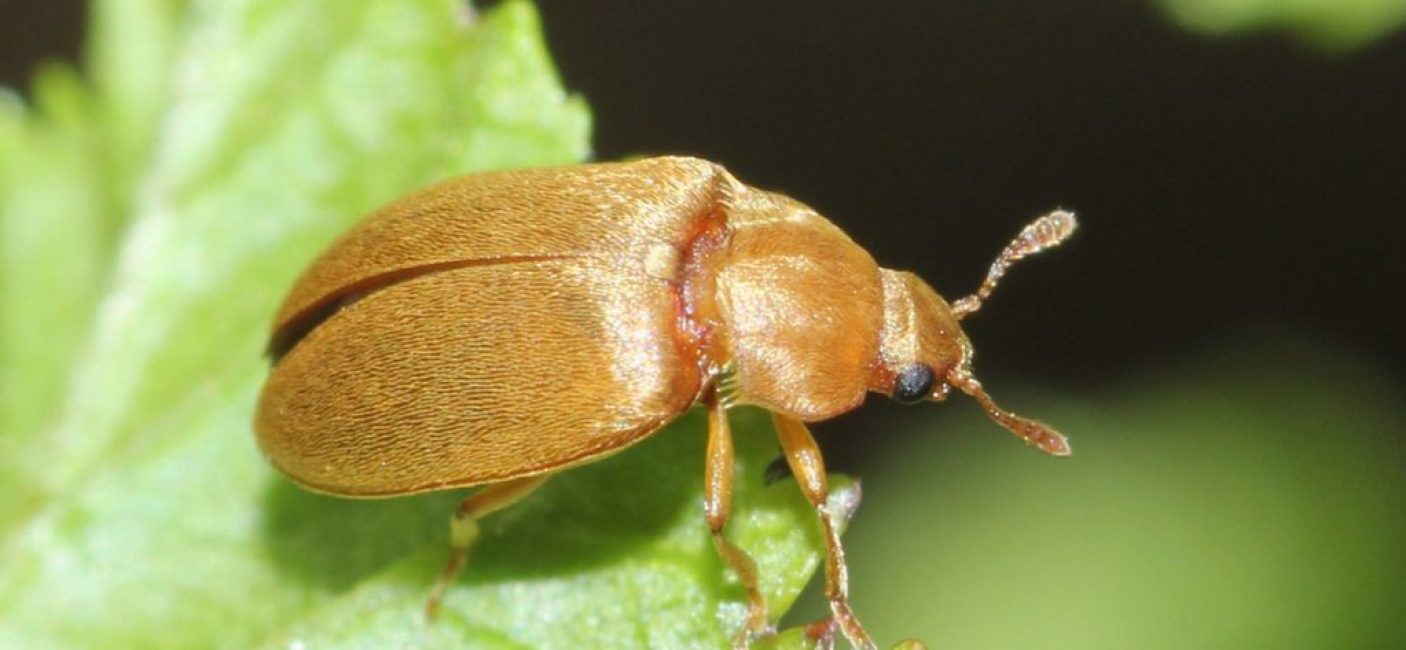 escarabajo de frambuesa
