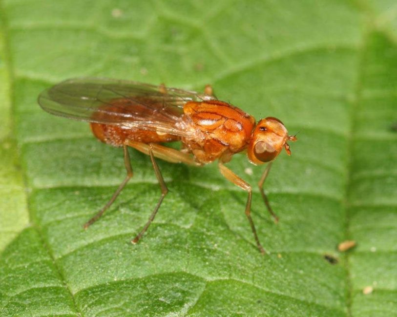 mosca de la zanahoria