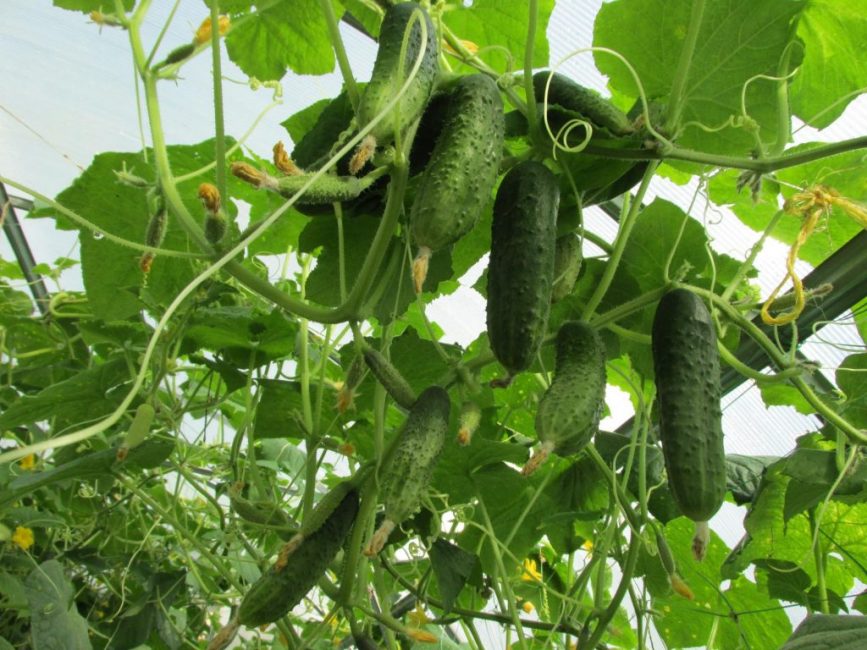 El pepino es una planta caprichosa pero agradecida