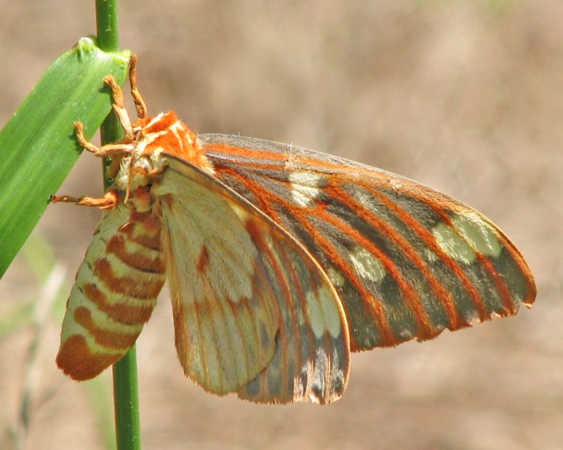 polilla de nuez