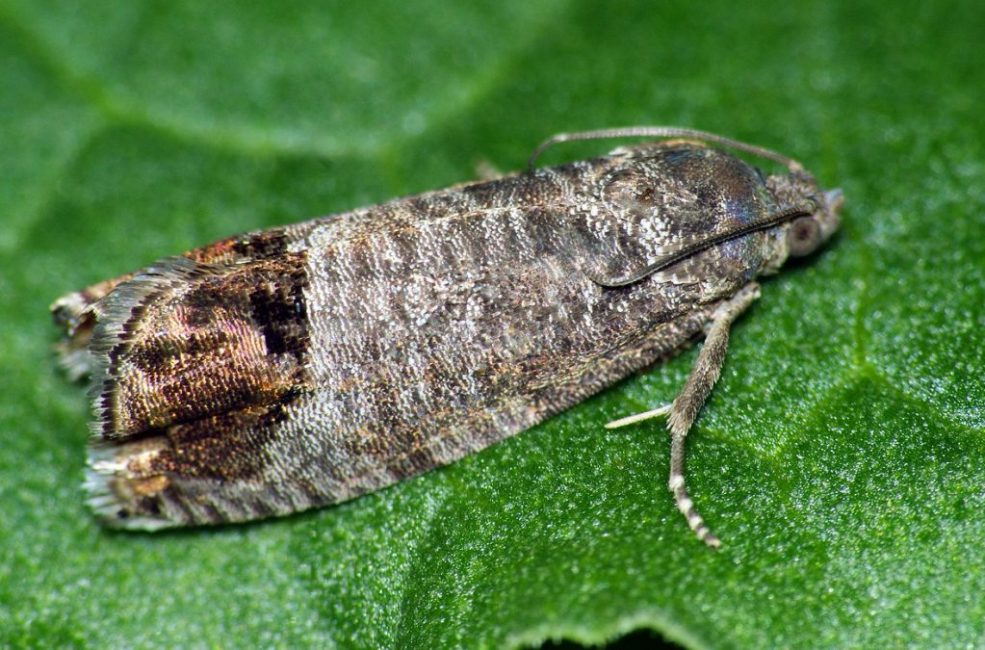 polilla de la manzana