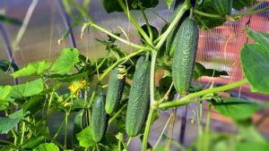 Apòsit superior de cogombres en un hivernacle, terra oberta: què i quan s