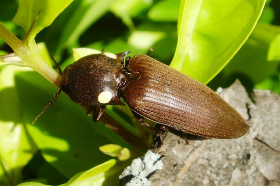 gusano de alambre