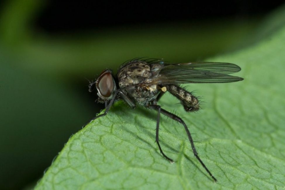 mosca del brote