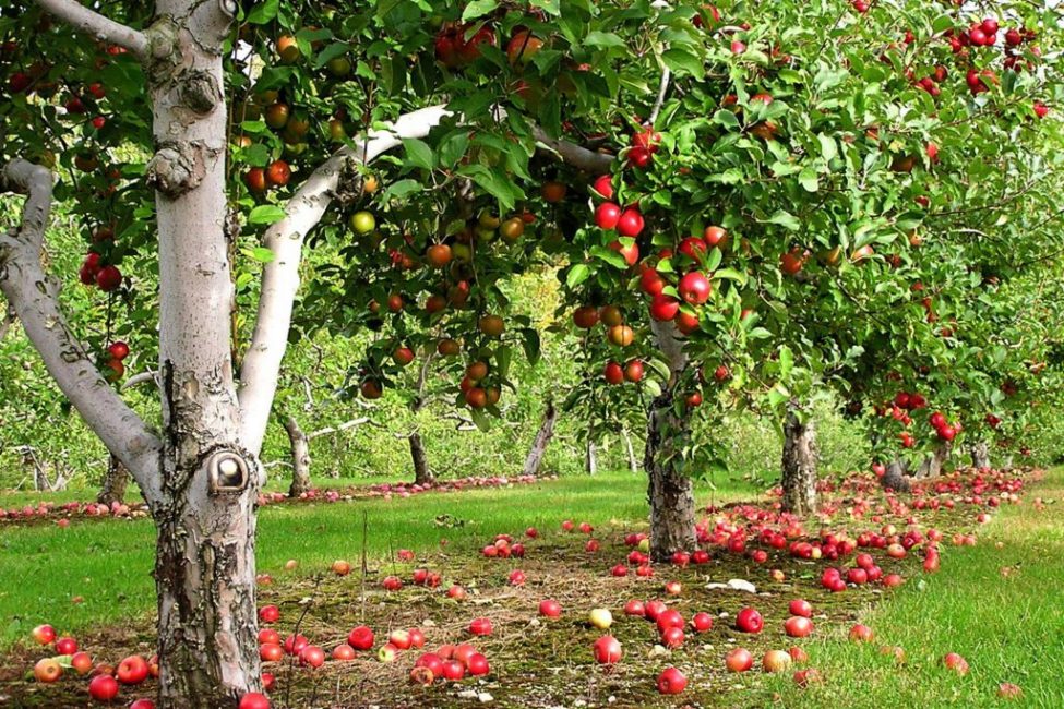 Jardín