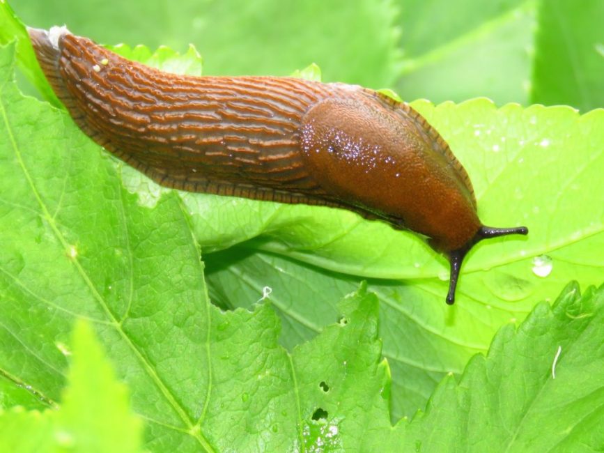 babosas