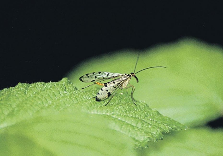 mosca del tallo