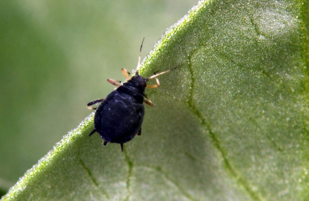 pulgón de la remolacha