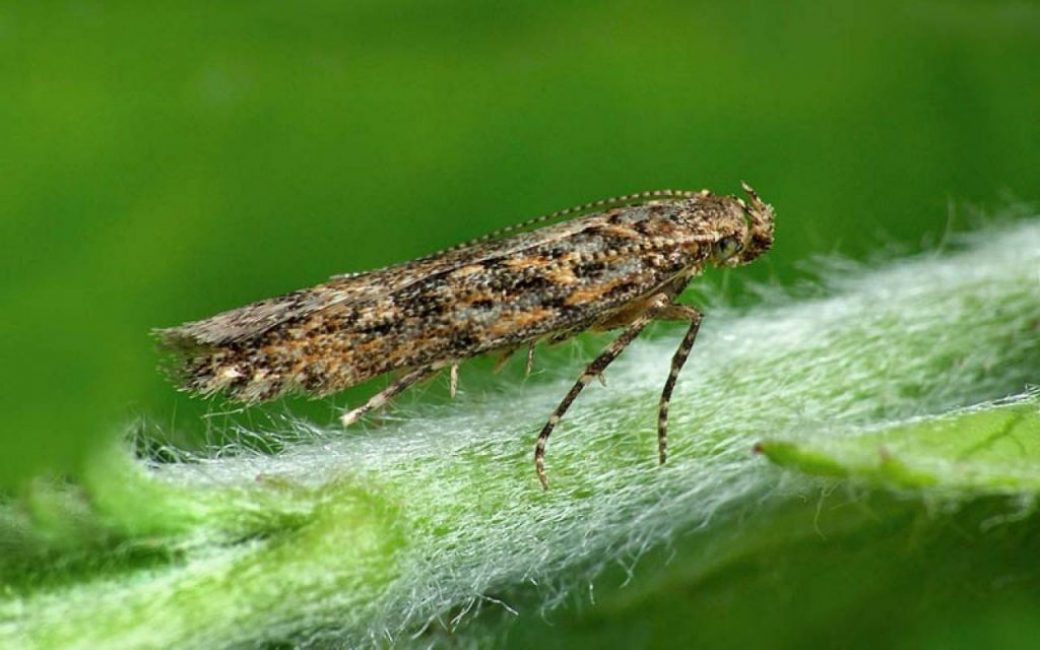 polilla del tomate