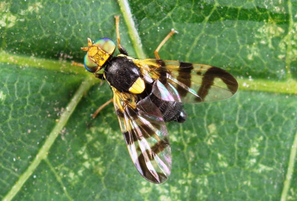 mosca de la cereza