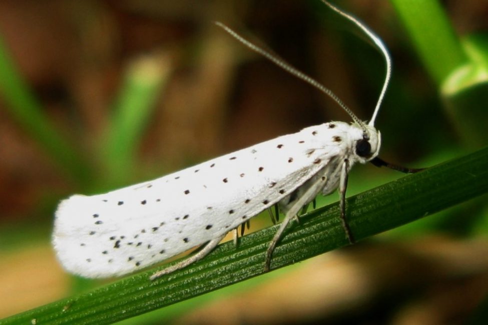 polilla de la manzana