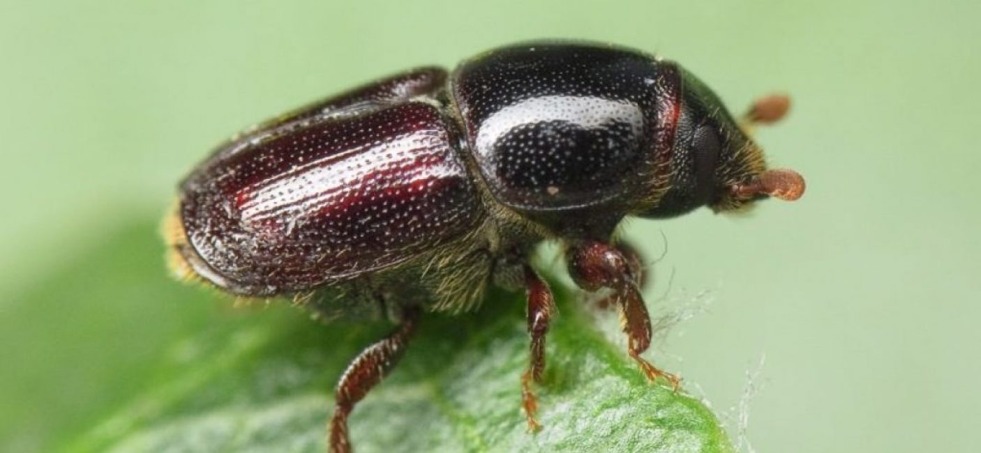 albura
